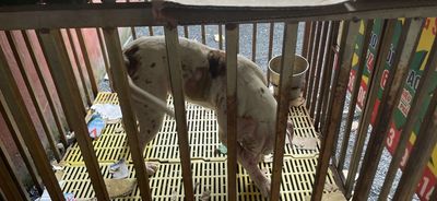 chó pitpull cái thuần chủng 6 tháng tuổi. Mua bán Chó tại Thành phố Thuận An Bình Dương được đăng bởi Phạm văn Đồng