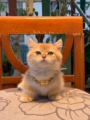 Mèo anh Munchkin Golden Ny11
