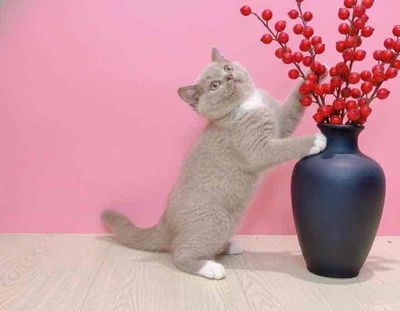 🌺🌹MÈO ALN BI- LILAC (xám tím - HIẾM) THUẦN CHỦNG🌹🌺