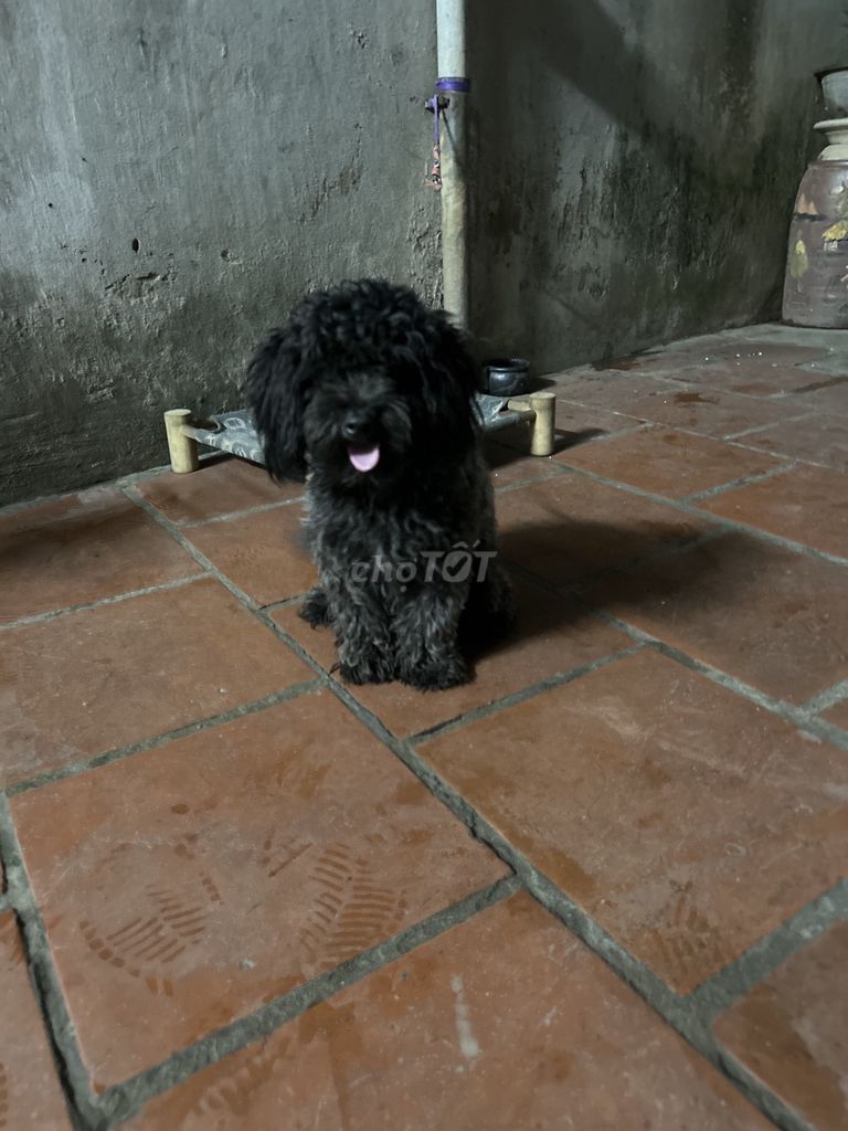 Chó Poodle thuần chủng Đen 8 tháng đã tiêm phòng. Mua bán Chó tại Quận Hà Đông Hà Nội được đăng bởi Bùi Hà hình 1
