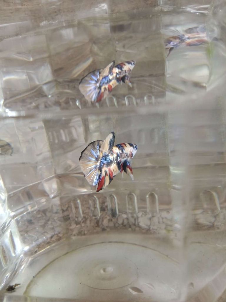 Cá betta 10. Mua bán Thú cưng khác tại Huyện Trà Ôn Vĩnh Long được đăng bởi Hồng Thúy hình 3