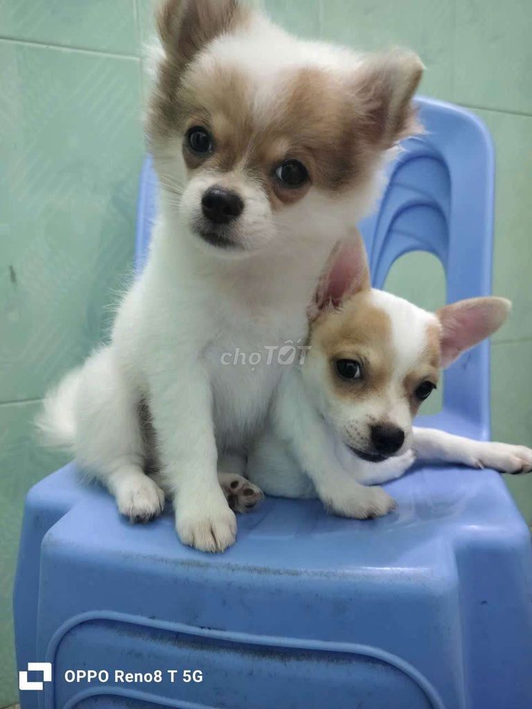 Chó Chihuahua nhỏ Trắng nâu Lanh lợi. Mua bán Chó tại Quận 7 Tp Hồ Chí Minh được đăng bởi Nguyễn Thị Mỹ Thuận  hình 1