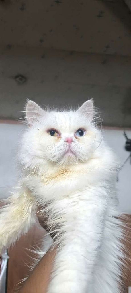Mèo ALD trắng mắt 2 màu. Mua bán Mèo tại Quận Gò Vấp Tp Hồ Chí Minh được đăng bởi nguyễn tuấn kiệt hình 1