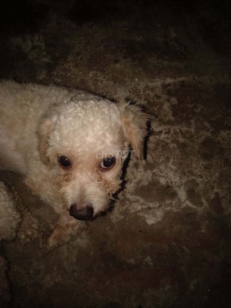 Chó Poodle . Mua bán Chó tại Huyện Hoài Đức Hà Nội được đăng bởi Fk A hình 1