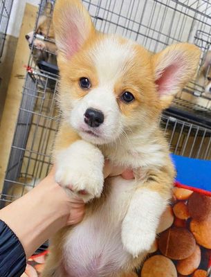 cún Hello corgi baby