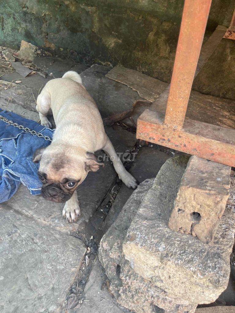Chó Pug vàng cát 3 tháng tuổi. Mua bán Chó tại Huyện Gia Viễn Ninh Bình được đăng bởi gia huy hình 1