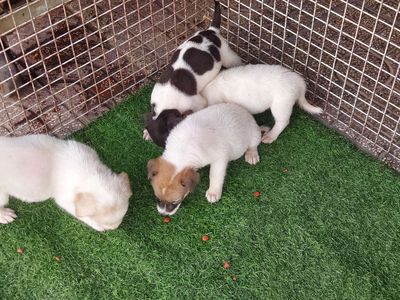 tìm chủ mới cho bầy chó nhật hai tháng tuổi 