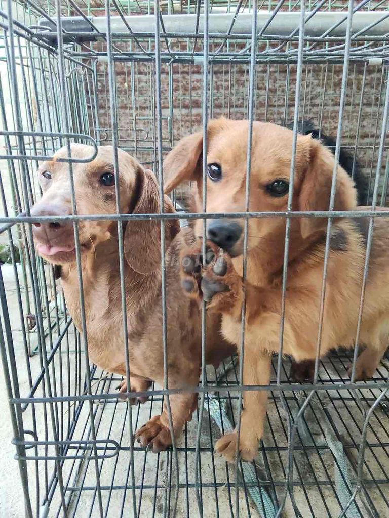 Chó corgi,lạp xưởng,Poodle đen,nâu trắng cả hai. Mua bán Chó tại Thành phố Đà Lạt Lâm Đồng được đăng bởi Đình Hải hình 1