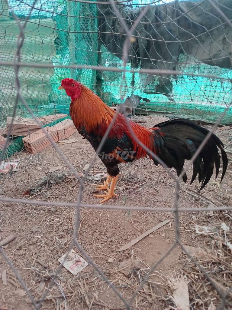 Gà chọi Điều Đực chân vàng 8 móng đen. Mua bán Gà tại Huyện Tịnh Biên An Giang được đăng bởi hòa phát hình 1