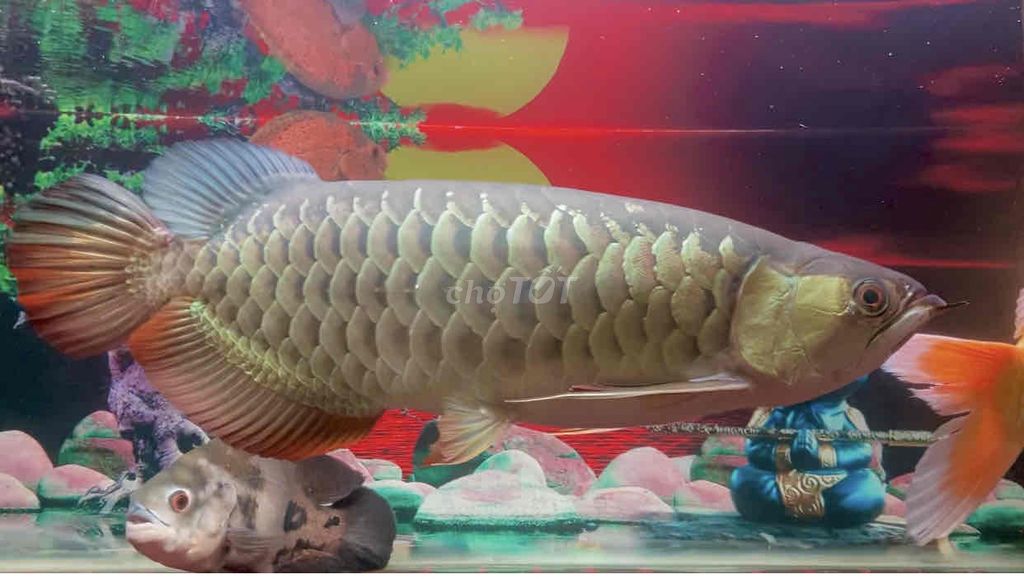 Cá rồng Kim Long Vàng kim gần 60cm Sumo. Mua bán Thú cưng khác tại Quận Bình Tân Tp Hồ Chí Minh được đăng bởi Mê Cá hình 1