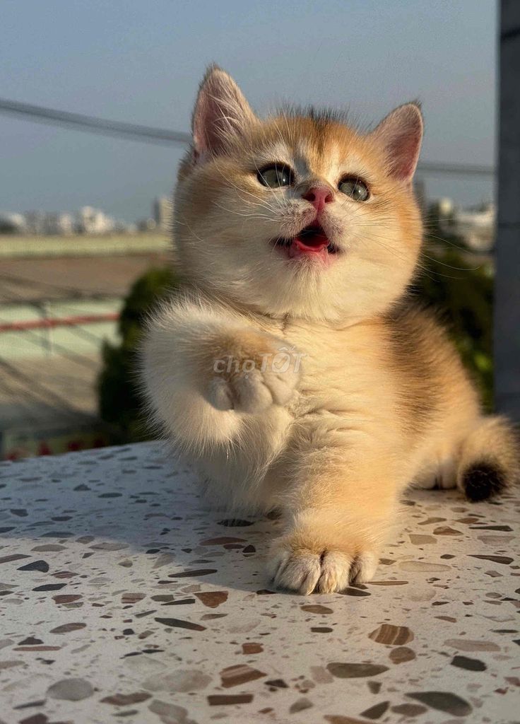 Mèo Munchkin Golden Bicolor 2 tháng. Mua bán Mèo tại Thành phố Thủ Đức Tp Hồ Chí Minh được đăng bởi minh chiến hình 1