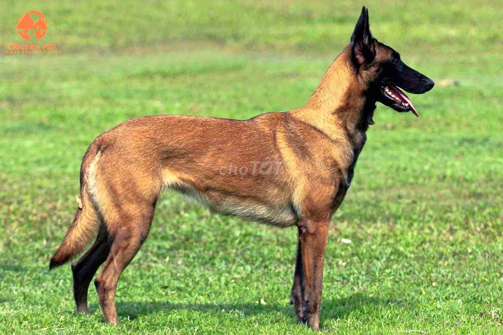 Chó Malinois nâu vàng. Mua bán Chó tại Thành phố Thái Nguyên Thái Nguyên được đăng bởi Bình Dương hình 1