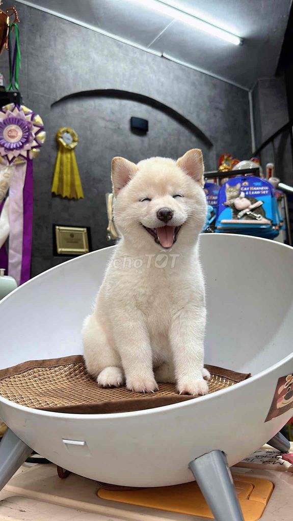 chó shiba inu thuần chủng