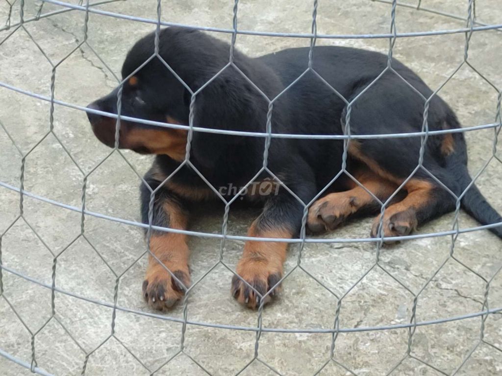 BD. .Rottweiler Thuần. Mua bán Chó tại Thành phố Thủ Dầu Một Bình Dương được đăng bởi Nhân Rottweiler  hình 2