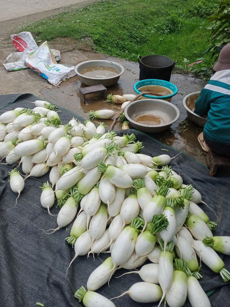 Tìm đầu ra cho củ cải hàn quốc,rau su su. Mua bán Đồ ăn, thực phẩm và các loại khác tại Huyện Tân Lạc Hòa Bình được đăng bởi Bùi Văn Cường hình 3