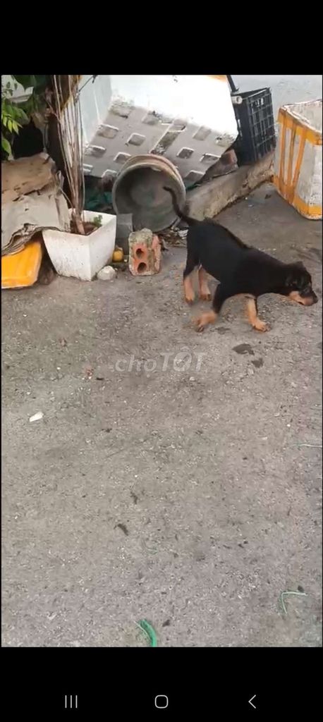 Chó Phú Quốc Đen vàng Xoáy lưng 6kg. Mua bán Chó tại Quận Long Biên Hà Nội được đăng bởi tổng kho gia dụng  hình 1