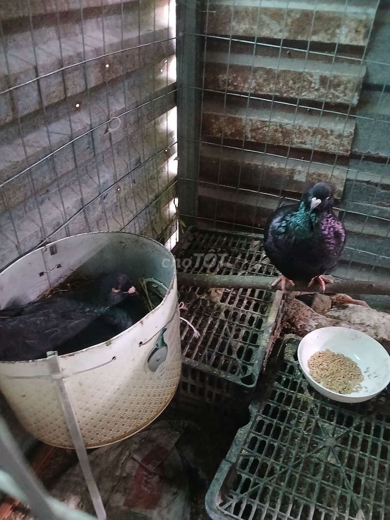 Bồ câu Mondain đen Cặp. Mua bán Chim tại Quận Bình Thuỷ Cần Thơ được đăng bởi bước hình 1