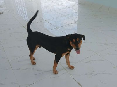 Bán chó con lai. Mua bán Chó tại Thành phố Tân An Long An được đăng bởi Hoàng Linh