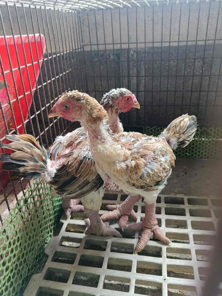 Gà Đông Tảo mái trên 700gram. Mua bán Gà tại Thành phố Thủ Đức Tp Hồ Chí Minh được đăng bởi Thành Nguyễn hình 1