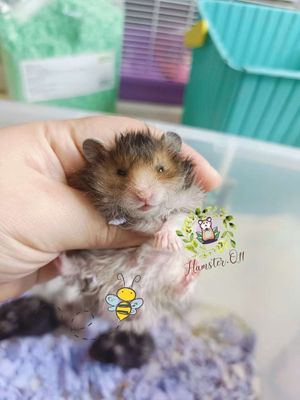 Hamster - Chuột Hamster