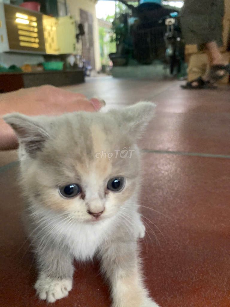 Mèo Anh lông ngắn 2 tháng tuổi. Mua bán Mèo tại Thành phố Hải Dương Hải Dương được đăng bởi Đào Hải Đăng hình 1