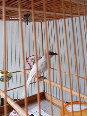 Chào mào mái xám trắng,hút mật 5màu,rồng xanh 80cm. Mua bán Chim tại Huyện Bình Chánh Tp Hồ Chí Minh được đăng bởi Thành Ban