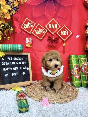 Chó Poodle cute Đực,Cái 2 tháng đã tiêm phòng