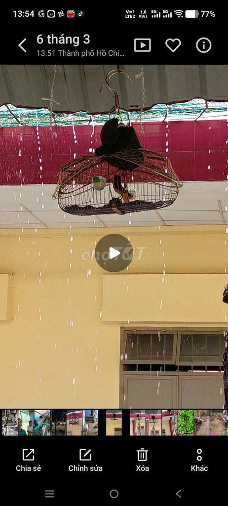 Chim hút mật 5 màu. Mua bán Chim tại Quận Tân Bình Tp Hồ Chí Minh được đăng bởi minh quân hình 1