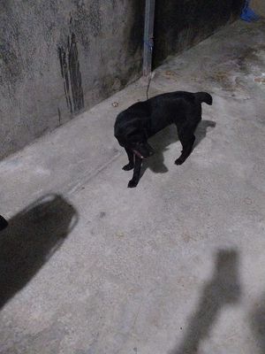 Chó Mông Cộc cái 5 tháng tuổi. Mua bán Chó tại Huyện Long Thành Đồng Nai được đăng bởi Trần Văn Tuyên 