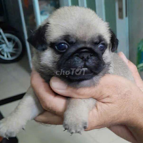 PUG HEO CHÂN LÙN THUẦN CHỦNG 100%. Mua bán Chó tại Thành phố Thủ Đức Tp Hồ Chí Minh được đăng bởi Chú UT  hình 2