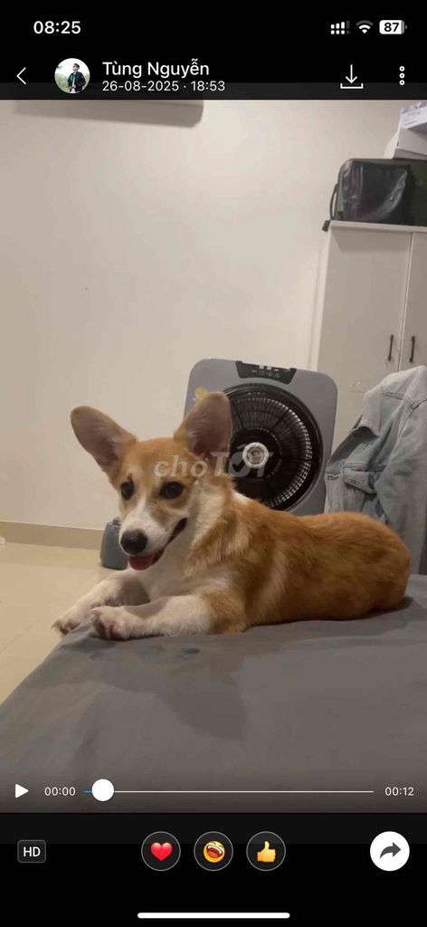 Cần bán corgi cái 🐶dưới 1 năm tuổi. Mua bán Chó tại Thành phố Thuận An Bình Dương được đăng bởi Tùng Nguyễn hình 1