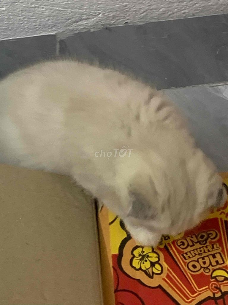 Mèo Anh lông ngắn Tai cụp Trắng. Mua bán Mèo tại Huyện Thuỷ Nguyên Hải Phòng được đăng bởi Đức minh Phạm hình 1