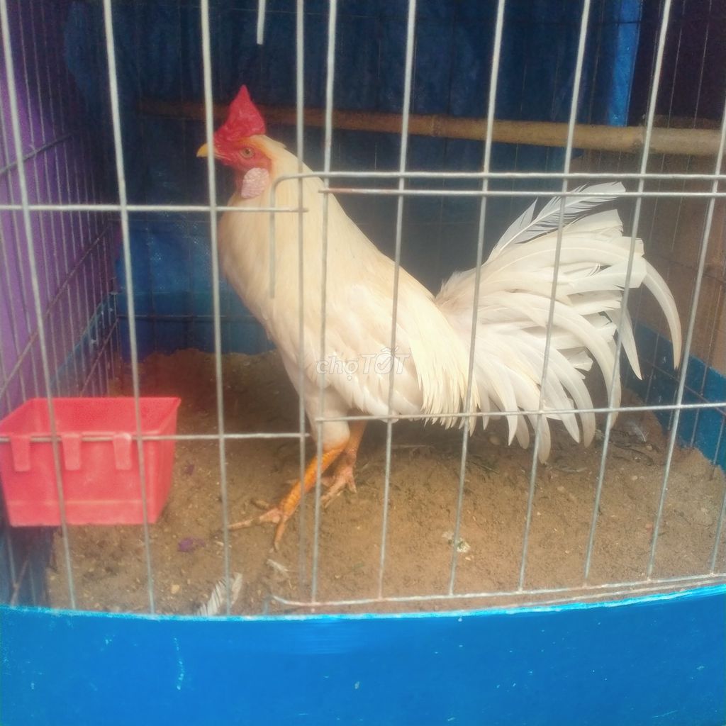 Gà lai Trắng 2.75 kg. Mua bán Gà tại Huyện Hóc Môn Tp Hồ Chí Minh được đăng bởi Lê Quốc Nam hình 1