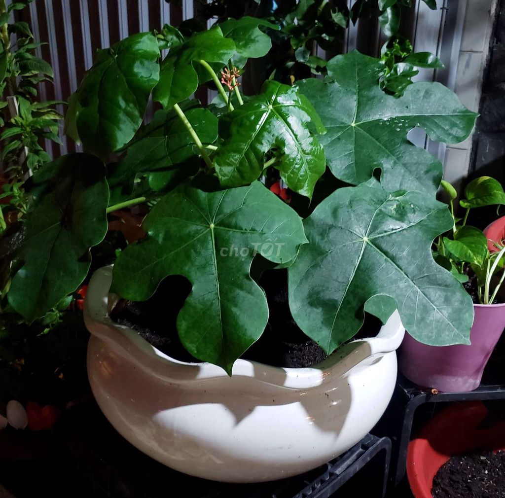 CHẬU SỨ TRẮNG VÀ CÂY NGÔĐỒNGCẢNH (SENCẠN SEN TÀU)
. Mua bán Cây cảnh, đồ trang trí tại Quận Bình Tân Tp Hồ Chí Minh được đăng bởi AnNhiênRẻĐẹpĐồ hình 1