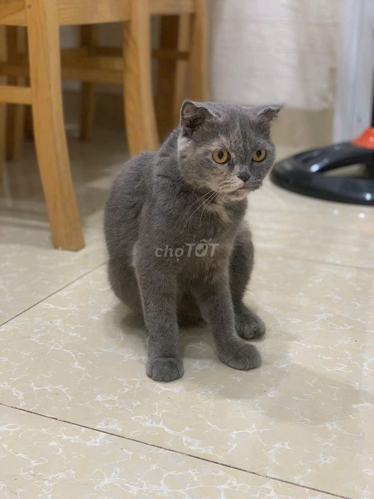 Bán Mèo Anh Lông Ngắn cái + mèo con. Mua bán Mèo tại Thành phố Biên Hòa Đồng Nai được đăng bởi Beast hình 1