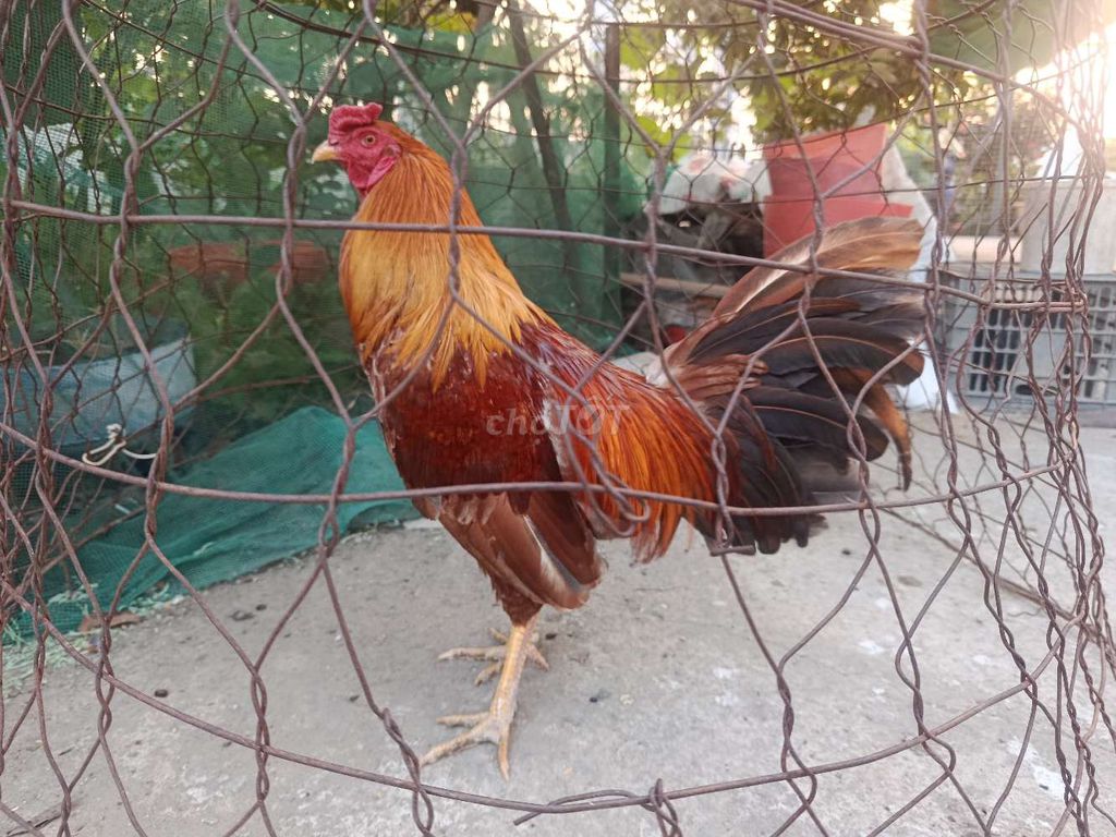 khét 2kg3. Mua bán Gà tại Huyện Cần Đước Long An được đăng bởi Anh khoa cần đước  hình 1