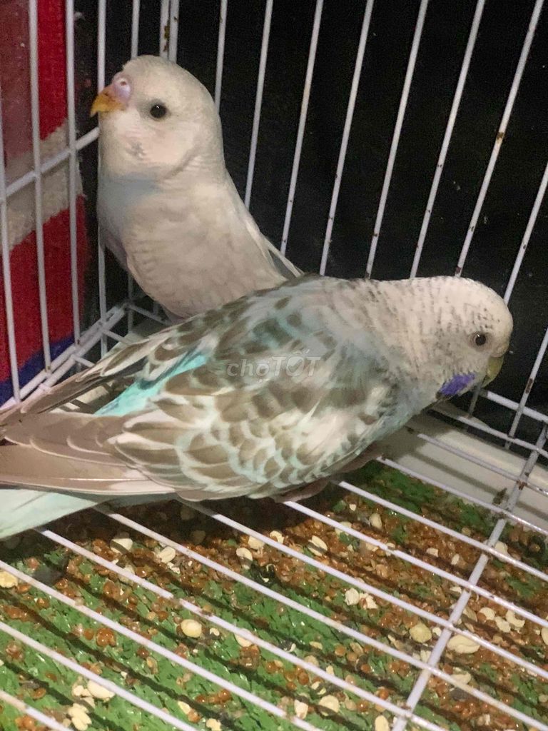 Chim cảnh Cái tuổi sinh sản. Mua bán Chim tại Quận Hà Đông Hà Nội được đăng bởi Tưởng Em hình 1