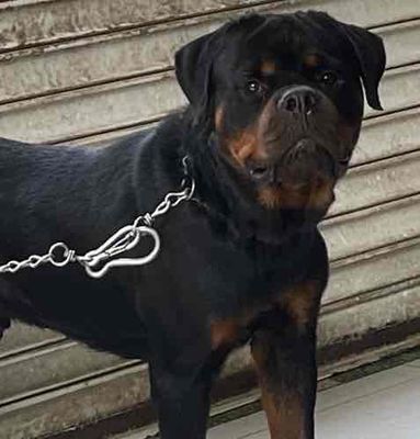 Rottweiler Đực 2 tuổi VKA. Mua bán Chó tại Quận 12 Tp Hồ Chí Minh được đăng bởi mai hoang an