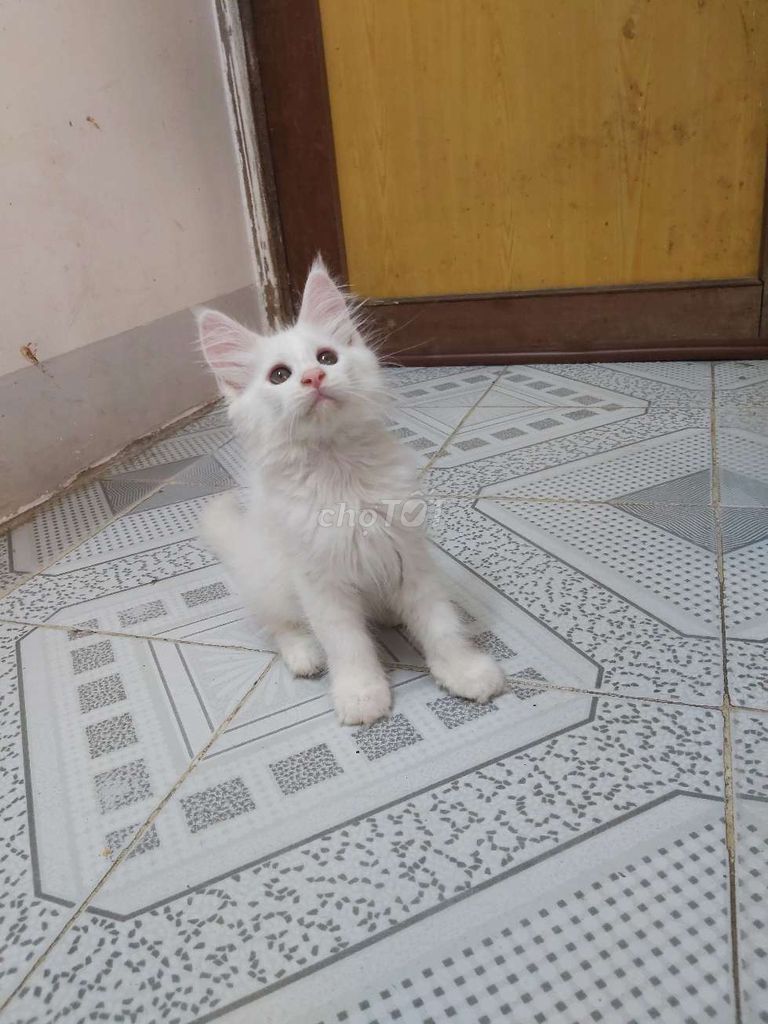 Mainecoon đực trắng 3 tháng