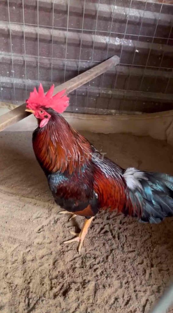 gà một con 3k3 với một con 2k8 giá mỗi con 2 triệu. Mua bán Gà tại Thành phố Long Xuyên An Giang được đăng bởi Vũ Trần  hình 1