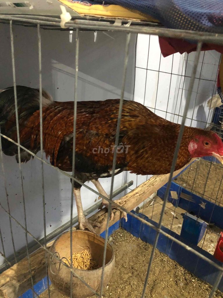 Gà Nâu đỏ 2.5kg Đực. Mua bán Gà tại Huyện Châu Thành Sóc Trăng được đăng bởi Tăng Thiện Tín hình 1