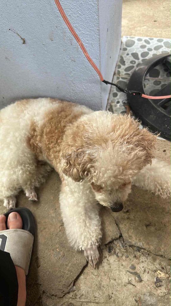 Chó Poodle 7 tháng tuổi. Mua bán Chó tại Thành phố Thủ Đức Tp Hồ Chí Minh được đăng bởi Phát Nguyễn hình 1