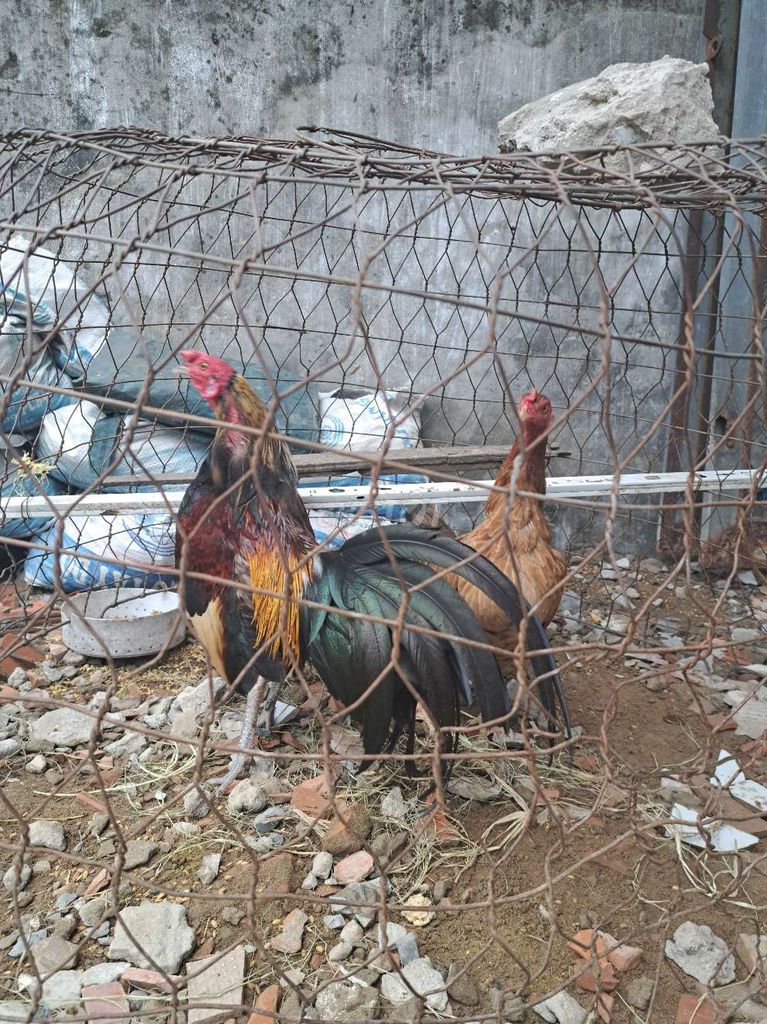 Gà tre nuôi kiểng Cần Thơ. Mua bán Gà tại Quận Ninh Kiều Cần Thơ được đăng bởi LÀM ĂN CỨ GỌI THẲNG KO NHẮN TIN  hình 1