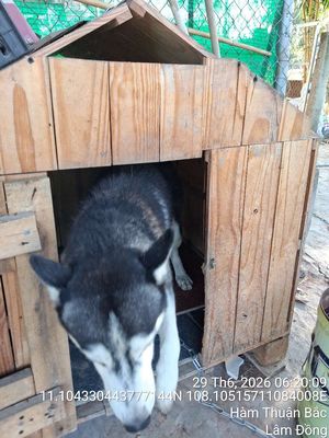 Chó Husky Đen trắng