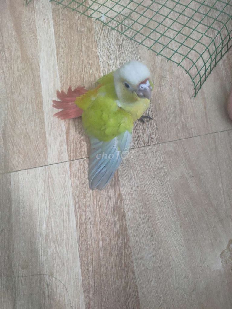 Hạt kê đỏ nhỏ  . Mua bán Đồ ăn, thực phẩm và các loại khác tại Quận Hai Bà Trưng Hà Nội được đăng bởi Shop chim cảnh hình 1