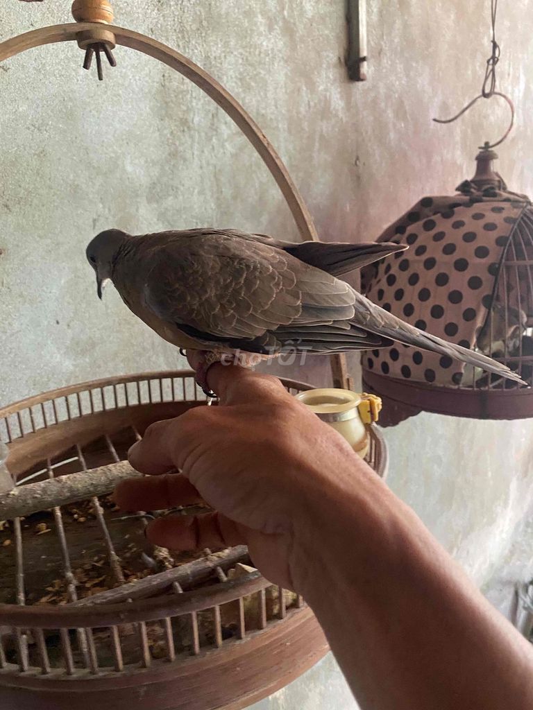 cu gáy giọng thổ. Mua bán Chim tại Huyện Tiên Du Bắc Ninh được đăng bởi North A Tran hình 3