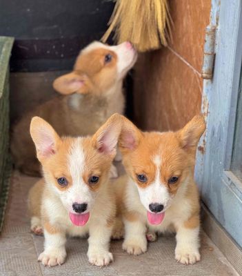 corgi mông bự đẹp. Mua bán Chó tại Quận Cẩm Lệ Đà Nẵng được đăng bởi Anh Pet Shop