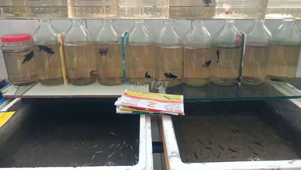Cá Betta đủ loại chỉ từ 20k đến 40k. Mua bán Thú cưng khác tại Quận Bình Tân Tp Hồ Chí Minh được đăng bởi Betta sỉ lẻ hình 5