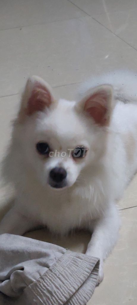 Chó Phốc Sóc trắng, hơn 1 năm tuổi,Cân nặng 3,5 kg. Mua bán Chó tại Quận Long Biên Hà Nội được đăng bởi 352 nvc hình 7
