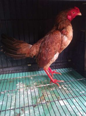 Gà cuban giáp 1.1kg. Mua bán Gà tại Quận 11 Tp Hồ Chí Minh được đăng bởi cậu út 